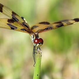 Dragonfly in the Floruda Everglades National Park by JBTF Photos