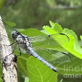 Dragonfly on fig tree branch by Catherine Wilson