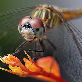 Dragonfly ready to spring into action
