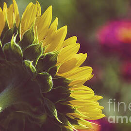 Dramatic Backside of Sunflower Botanical / Floral / Nature Photograph