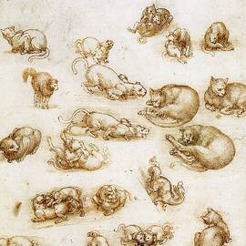 Drawings Of Cats by Science Photo Library