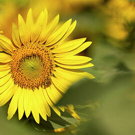 Dreaming of Sunflowers by Sue Cullumber