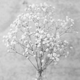 Dreamy Baby's Breath by Tina Giammarco Horne