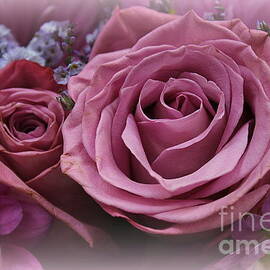 Dreamy Lavender Pink Roses by Dora Sofia Caputo