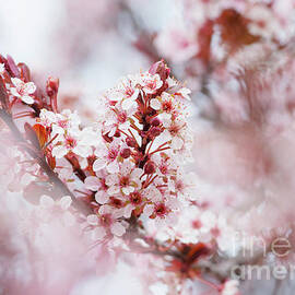 Dreamy Spring by Nicole Markmann Nelson