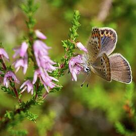 Dressed in brown. Silver-studded Blue by Jouko Lehto