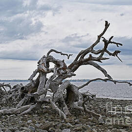 Driftwood Beach 3 by Ron Long