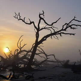 Driftwood Beach Sunrise by Greta Foose