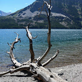 Driftwood on Mary Lake Shore by Christiane Schulze Art And Photography