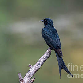 Drongo by Pravine Chester