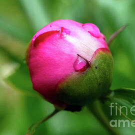 Drop On A Bud by Michelle Meenawong