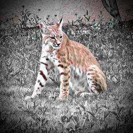 Drowsy Bobcat - Selective Color by Bonnie See