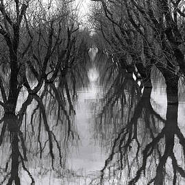 Sunken Orchard by Spyros Lambrou