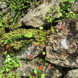Dry Stone Wall With Moss And Ferns by Lesley Evered