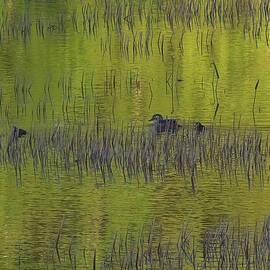 Duck Family In The Tarn by Stephen Vecchiotti