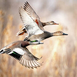 Duck Flyaway by Judi Dressler