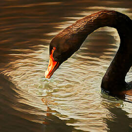 Duck In Pond 1 by Kaleem Khokhar