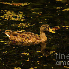 Duck Pond Late Summer by Eddie Barron