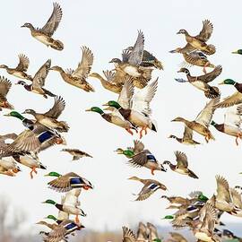 Ducks in Flight by Lynn Hopwood