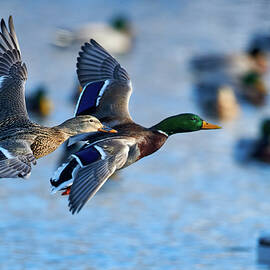 Ducks in Formation by Paul Freidlund