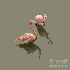 Duelling Flamingfos PNG by Daniel Hebard