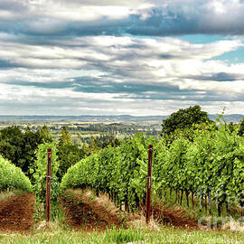 Dundee Hills Vineyard  by Jack Andreasen