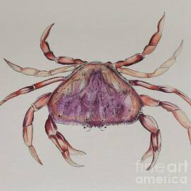 Dungeness Crab you are what you eat  by Natalia Wallwork