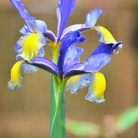 Dutch Iris Hollandica by Marla McPherson