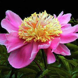 Twilight Peony in Bloom by Jessica Jenney