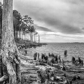 Dynamic Shoreline - Lost Forest by Bob Decker