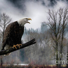 Bald Eagle Along The Frazer River 3 by Bob Christopher