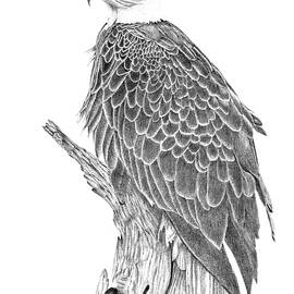 Eagle-Bird of Prey by Patricia Hiltz