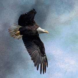 Eagle in Flight by Linda Andrews
