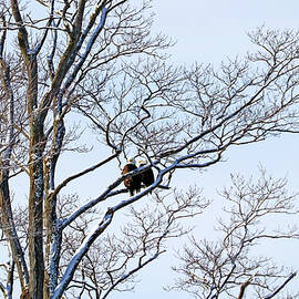Eagle Pair In A Tree by Debbie Oppermann