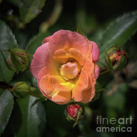 Early Autumn Rose - Intense by Daniel Beard