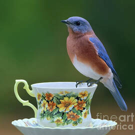 Early To Rise Bluebird by Tina LeCour