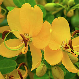 Easter Cassia Flowers Macro by Heron And Fox