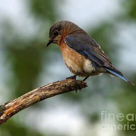 Eastern Bluebird Deep in Thought by Cindy Treger