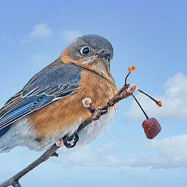 Eastern Bluebird by Marcia Colelli