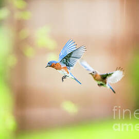 Eastern Bluebird Pair by Scott Pellegrin