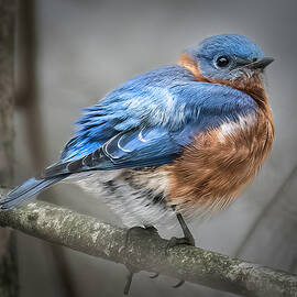 Eastern Bluebird by Roger Swieringa
