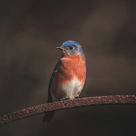 Eastern Bluebird - Springtime by Chad Meyer