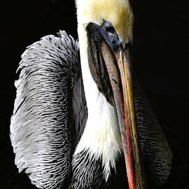 Eastern Brown Pelican by Jennifer B