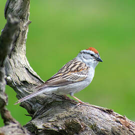 Eastern Chipping Sparrow by Christina Rollo