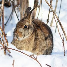 Eastern Cottontail Rabbit in Winter by Marlin and Laura Hum