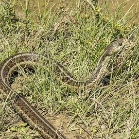 Eastern Garter Snake by Les Classics