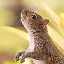 Eastern gray squirrel standing and watching by Zina Stromberg