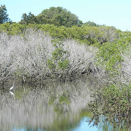 Eastern Great Egret in Mangroves Landscape by Maryse Jansen