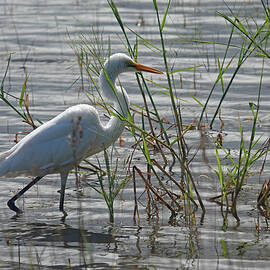 Eastern Great Egret on the Hunt by Maryse Jansen