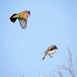 Eastern Kingbird Pair by Charline Xia